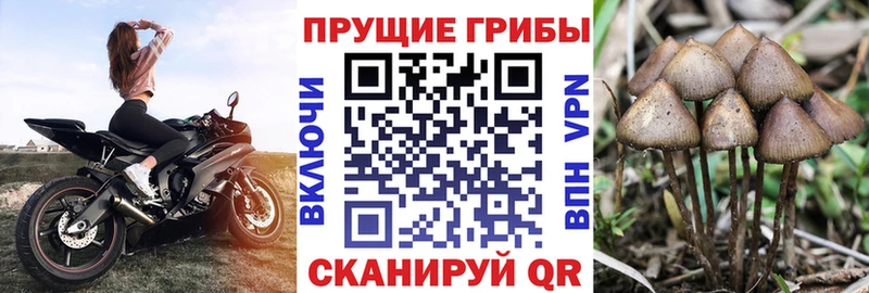 как найти закладки  Люберцы  Галлюциногенные грибы GOLDEN TEACHER 